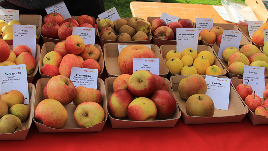 Die Qual Wahl: Über 60 Äpfel und Birnen warteten auf Tester und Käufer.