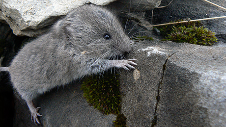 The image shows a snow vole in its natural, rocky habitat.