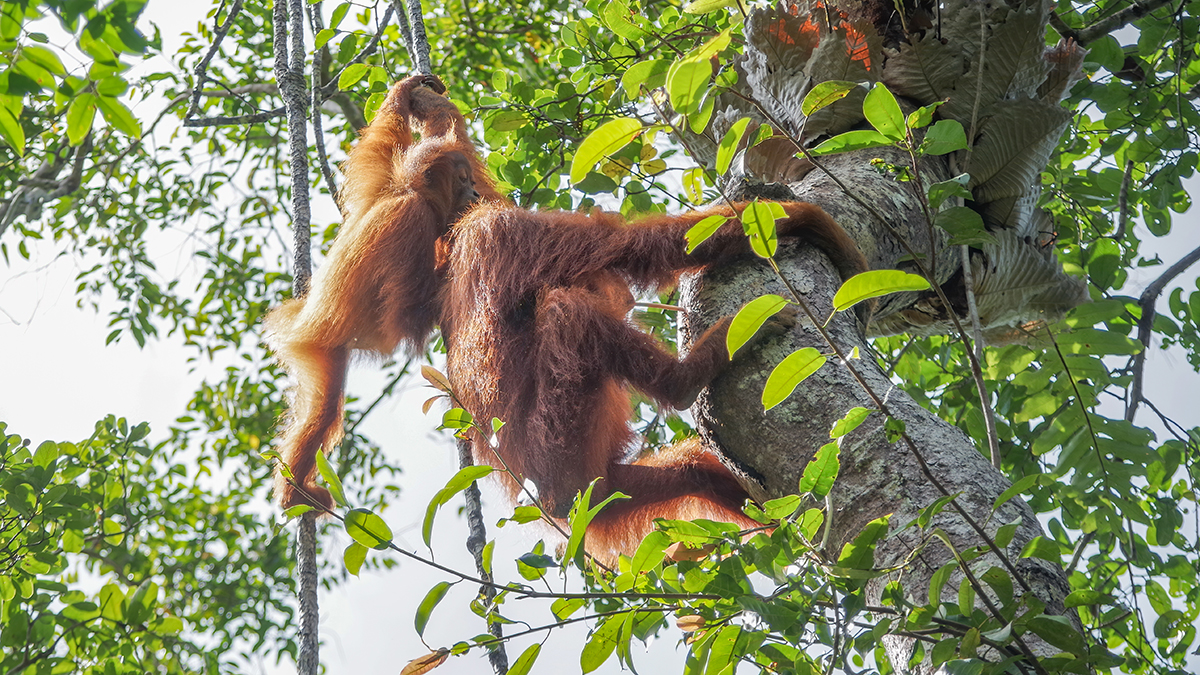 Social learning takes a central role in the development of semi-solitary orangutans. (Image: Guilhem Duvot)