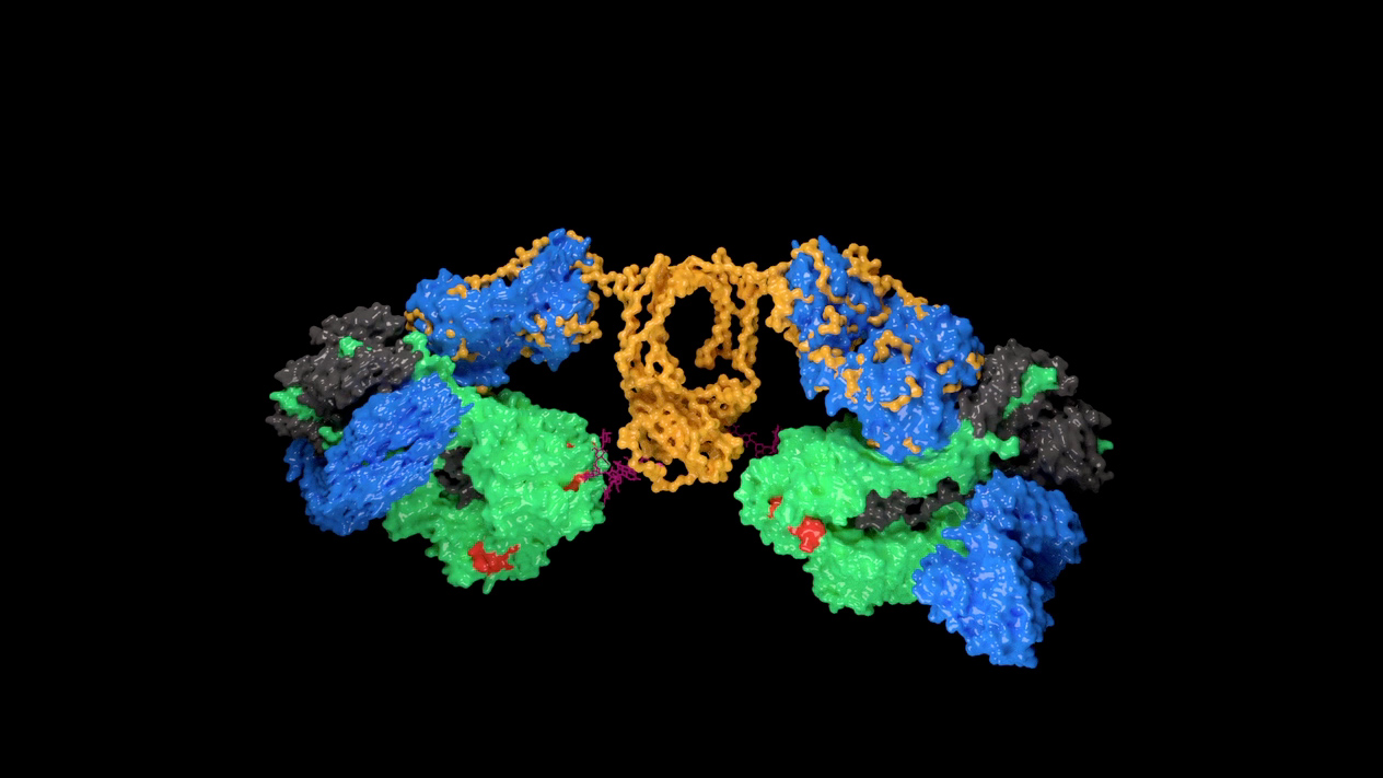 IgA1 antibodies bind to the flu virus protein