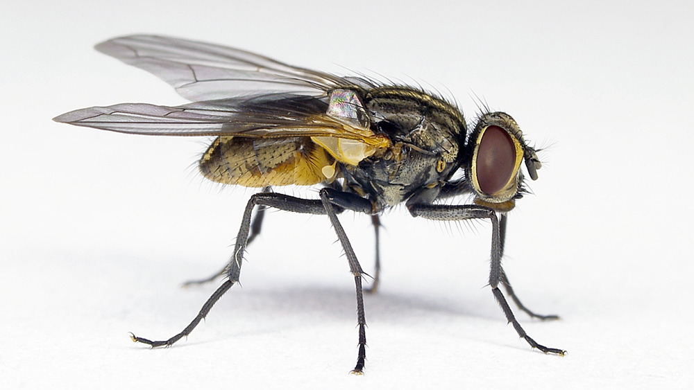 The image shows a close-up view of a housefly.