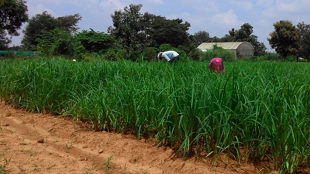 Planting of finger millet