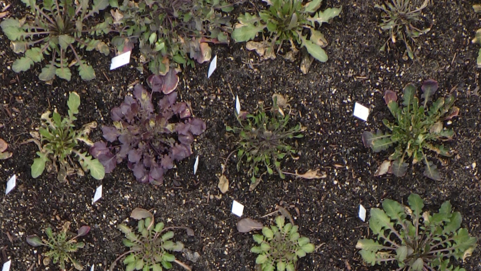 Arabidopsis plants on the experimental plots of UZH’s Irchel Campus with red pigmentation