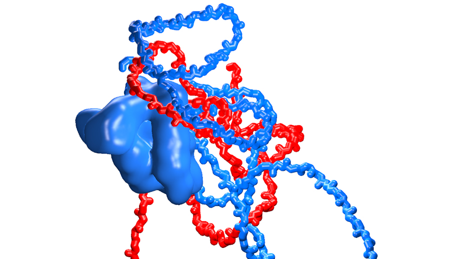 Interaction of unstructured proteins