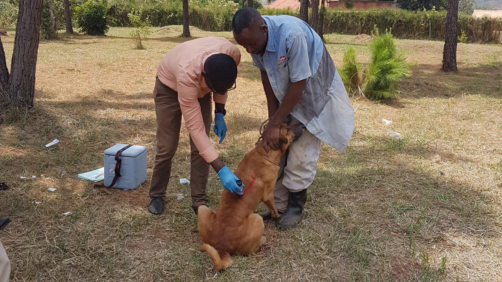 Tierarzt Adrian Okello markiert Hund