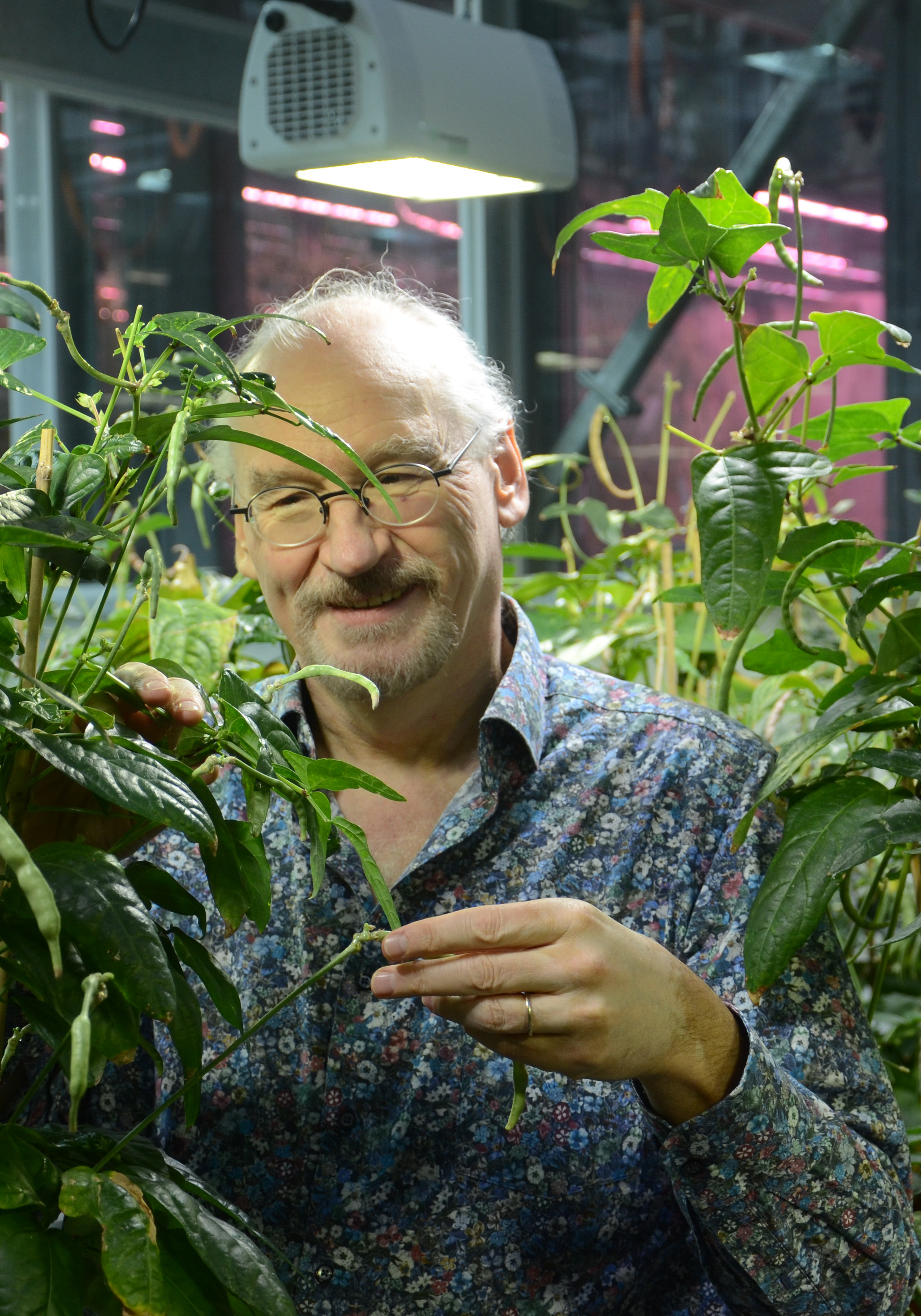 Pflanzenbiologe Ueli Grossniklaus bei seinen Pflanzen im Labor
