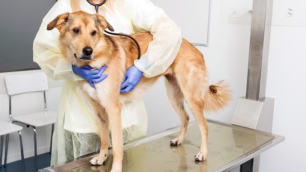The image shows a dog beeing examined in the Animal Hospital.