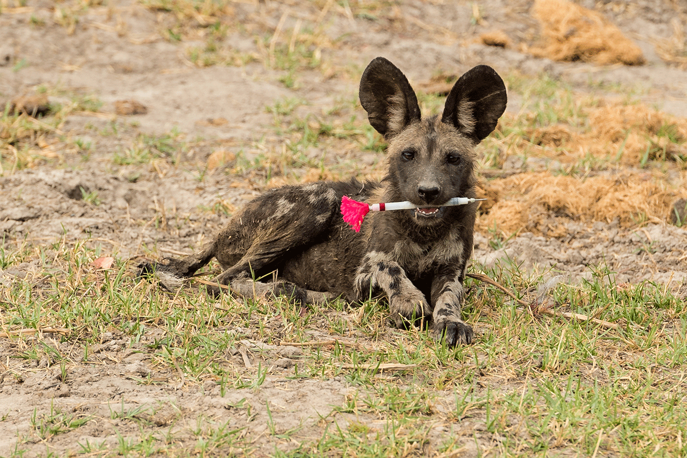 On a research trip, Dominik Behr from the Department of Evolutionary Biology and Environmental Studies of UZH photographed an African wild dog pup. The pup had repurposed one the researcher’s tranquilizer darts as a toy.