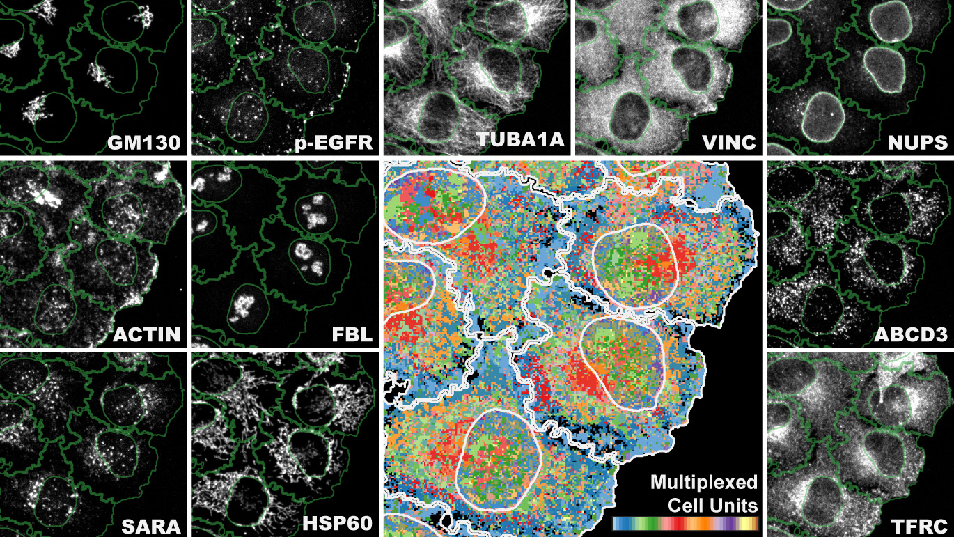 4i is the first imaging technique which gives a multiplexed tissue-to-organelle view of biological samples and links multiplexed information derived at the tissue, cellular and subcellular level in one and the same experiment.