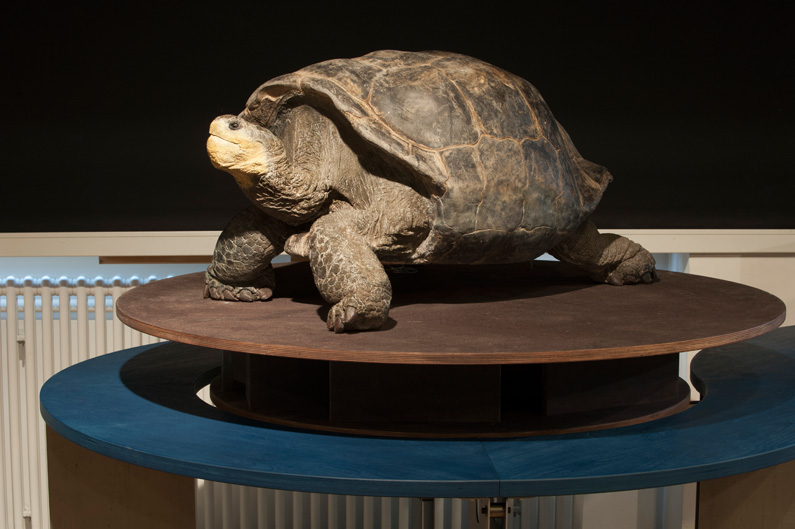 Von den ursprünglich fünfzehn Arten von Galapagos-Riesenschildkröten sind fünf ausgestorben.