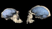 Skull of early Homo