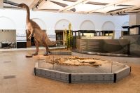 Plateosaurus (Zoologisches Museum UZH).