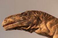 Kopf des Plateosaurus (Zoologisches Museum UZH).