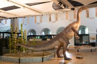 Plateosaurus (Zoologisches Museum UZH).