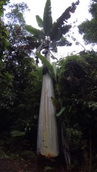 Musa ingens ist eine in Neuguinea endemische Bananenart. Sie ist die grösste und höchste nicht verholzende Pflanze der Welt mit bis zu 15 m hohen Stängeln, bis zu 2 m Umfang und Früchten von mehr als 1,5 kg. 