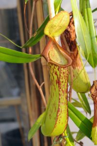 Die Kannenpflanze Nepenthes biak ist eine Kletterpflanze, die endemisch an Kalksteinküstenklippen in der Tieflandzone des Waldes der Insel Biak in Indonesisch-Neuguinea vorkommt. 