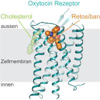 Oxytocin-Rezeptor