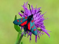 A narrow-bordered five-spot burnet sitting on a brown knapweed 