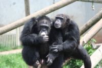 Schimpansen der Universität of Texas.