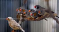 Zebra finches try to imitate the song of an adult zebra finch and later use it to court females (on the left)