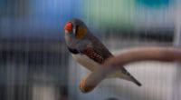 Sleep allows zebra finches to perfectly remember all the good things they learned during the day, and to forget all the things that are not important.