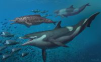Life restoration of the dolphins described in this study: Kentriodon in the foreground, in the background a squalodelphinid (left) and a physeterid (right) chasing a group of eurhinodelphinids.