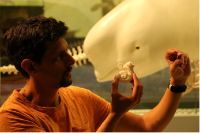 UZH Paläontologe Gabriel Aguirre hält ein Fossil eines Ohrknochens eines Delfins (rechts) und einen vergrösserten 3D-Druck des Innenohrs (Mitte) hoch. Die Spirale entspricht der Cochlea, einem Organ, das am Hören beteiligt ist. 