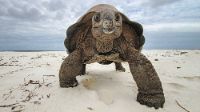 Riesenschildkröte am Strand