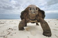 Riesenschildkröte am Strand