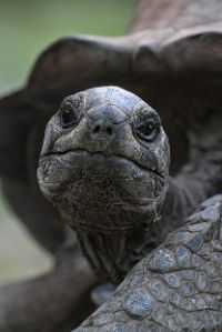 Porträt einer Riesenschildkröte
