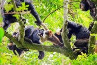 Schimpansen jagen einen Stummelaffen in den Baumkronen