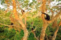 Chimpanzees hunting in the canopy