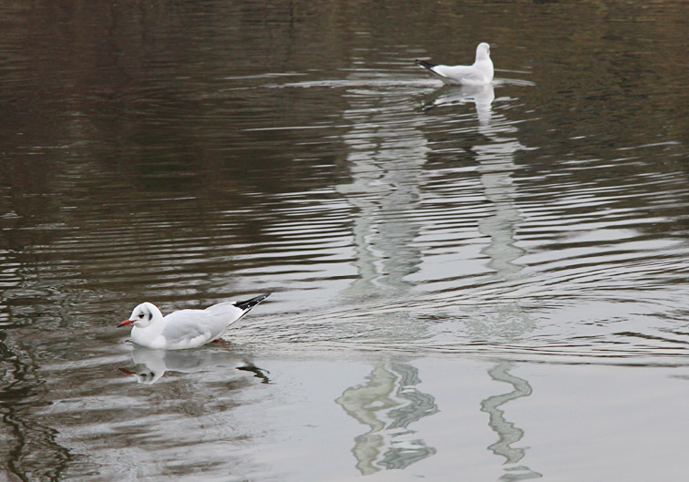 Zusätzliche Wasserpflanzen in den beiden Weihern sollen eine noch grössere Vielfalt an Tierarten anziehen.