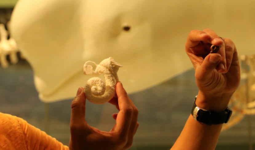 holding a dolphin earbone fossil (right) and an enlarged 3D print of the inner ear (center). The spiral is the cochlea, an organ involved in hearing. Photo credit: Aldo Benites.