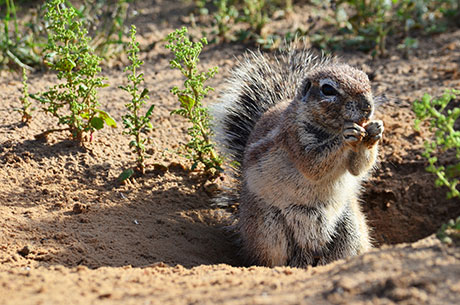 Das Bild zeigt ein Kap-Borstenhörnchen beim Verstecken seines Futters.