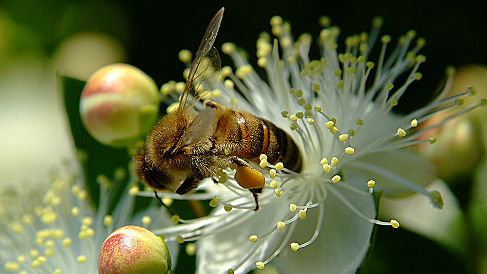 Biene bestäubt Blüte