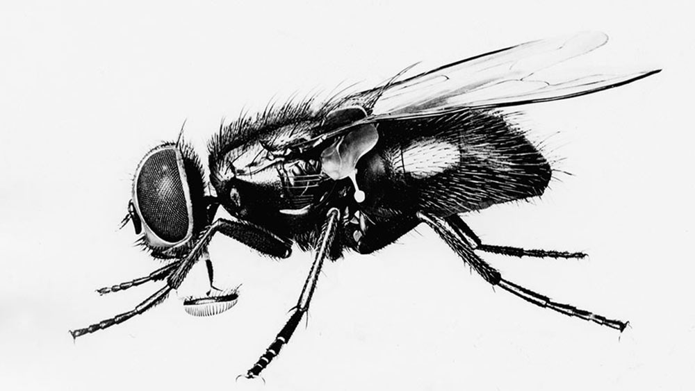 Illustration of a fly.