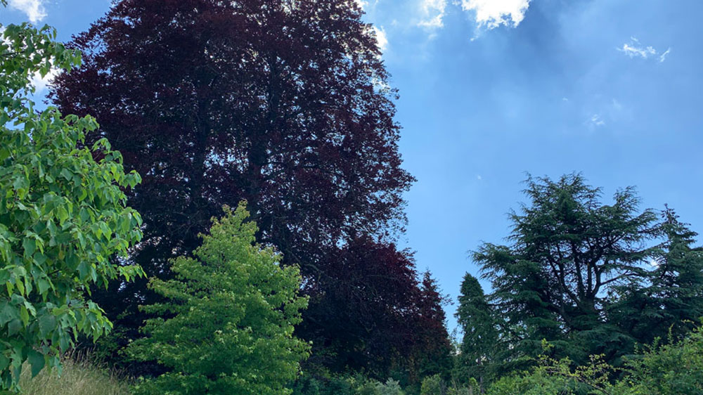 Die Blutbuche im Botanischen Garten der UZH ist rund 140 Jahre alt und interessierte schon den Arzt und Hobbybotaniker Otto Naegeli, der alle Pflanzen im Kanton Zürich zu kartieren versuchte.