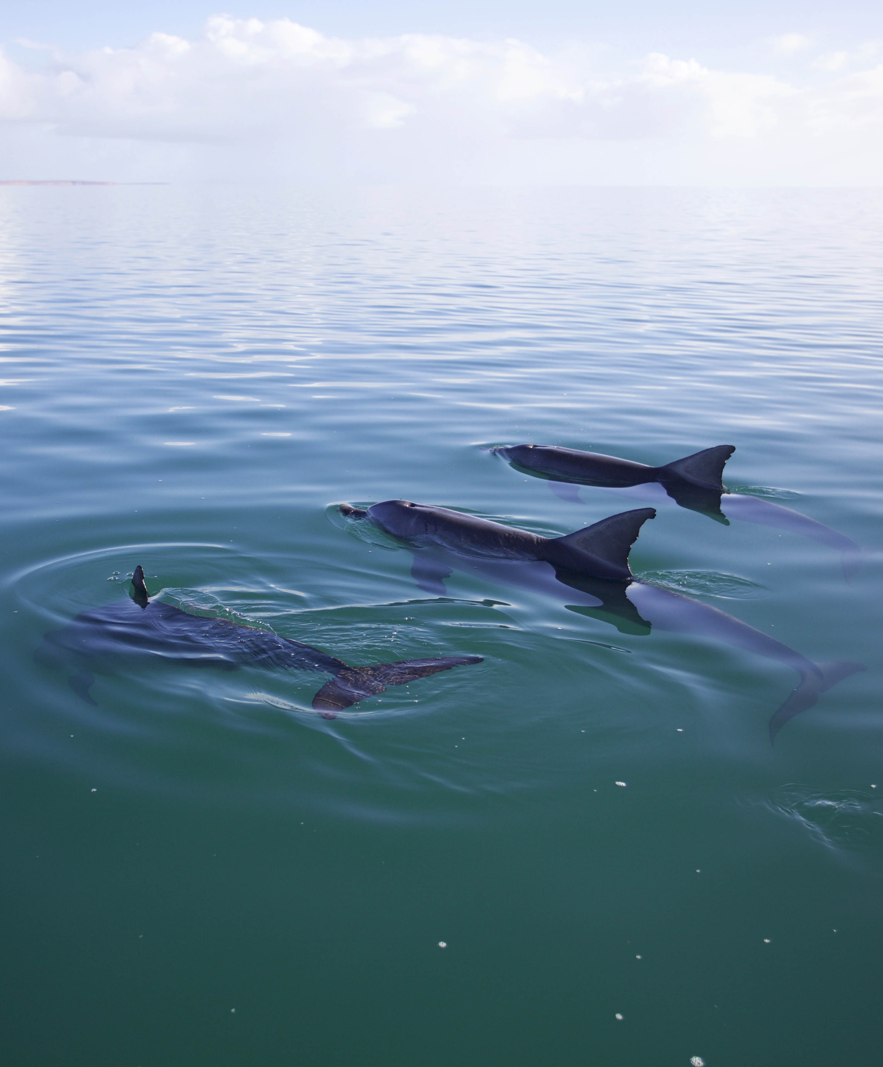 Delfine Shark Bay