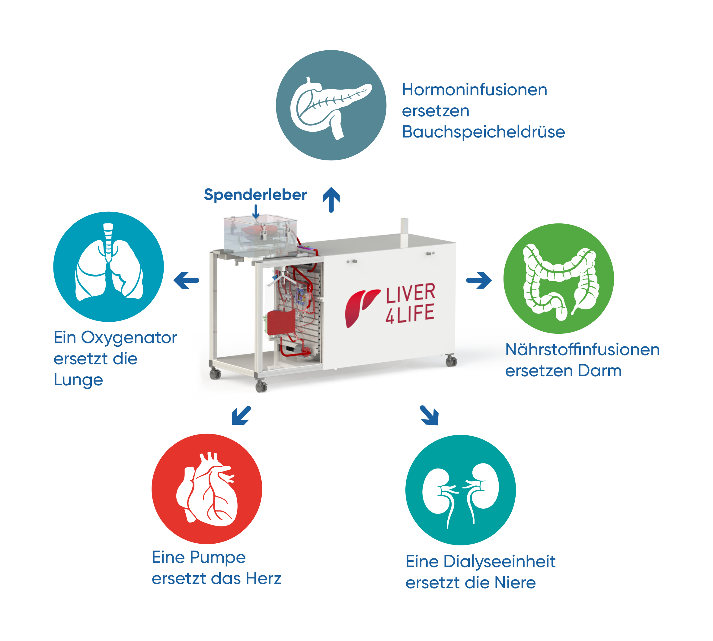 The perfusion machine replaces the functions of various organs in order to keep the donor liver alive outside of the body.