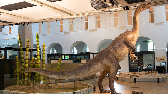 Der Plateosaurier ist der neue Blickfang im Museum. (Zoologisches Museum UZH)