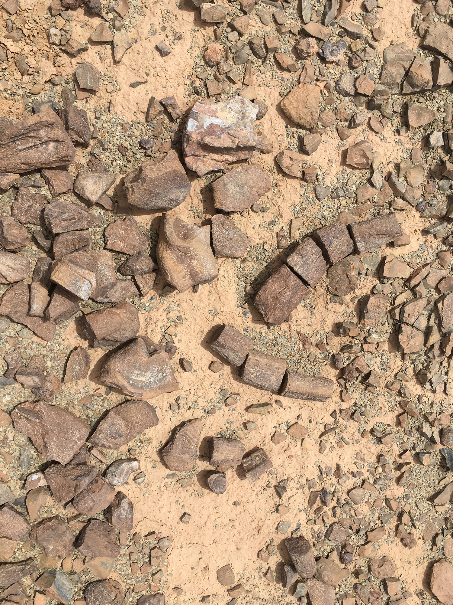 In der Studie verwendete Fossilien, wie sie in Marokko gefunden wurden.
