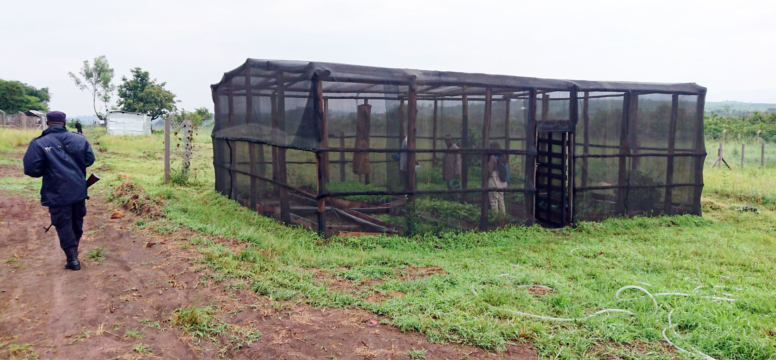 Heilpflanzen im neuen Botanischen Garten der Mbarara-Universität werden von einem bewaffneten Wächter geschützt. Durch das Medikament Covidex stieg z.B. die Nachfrage nach Ostafrikanischem Satinholz und dessen Sämlingen. Bekannte Heilpflanzen werden von der lokalen Bevölkerung oder Heilpflanzenhändlern auch in botanischen Gärten gesammelt.