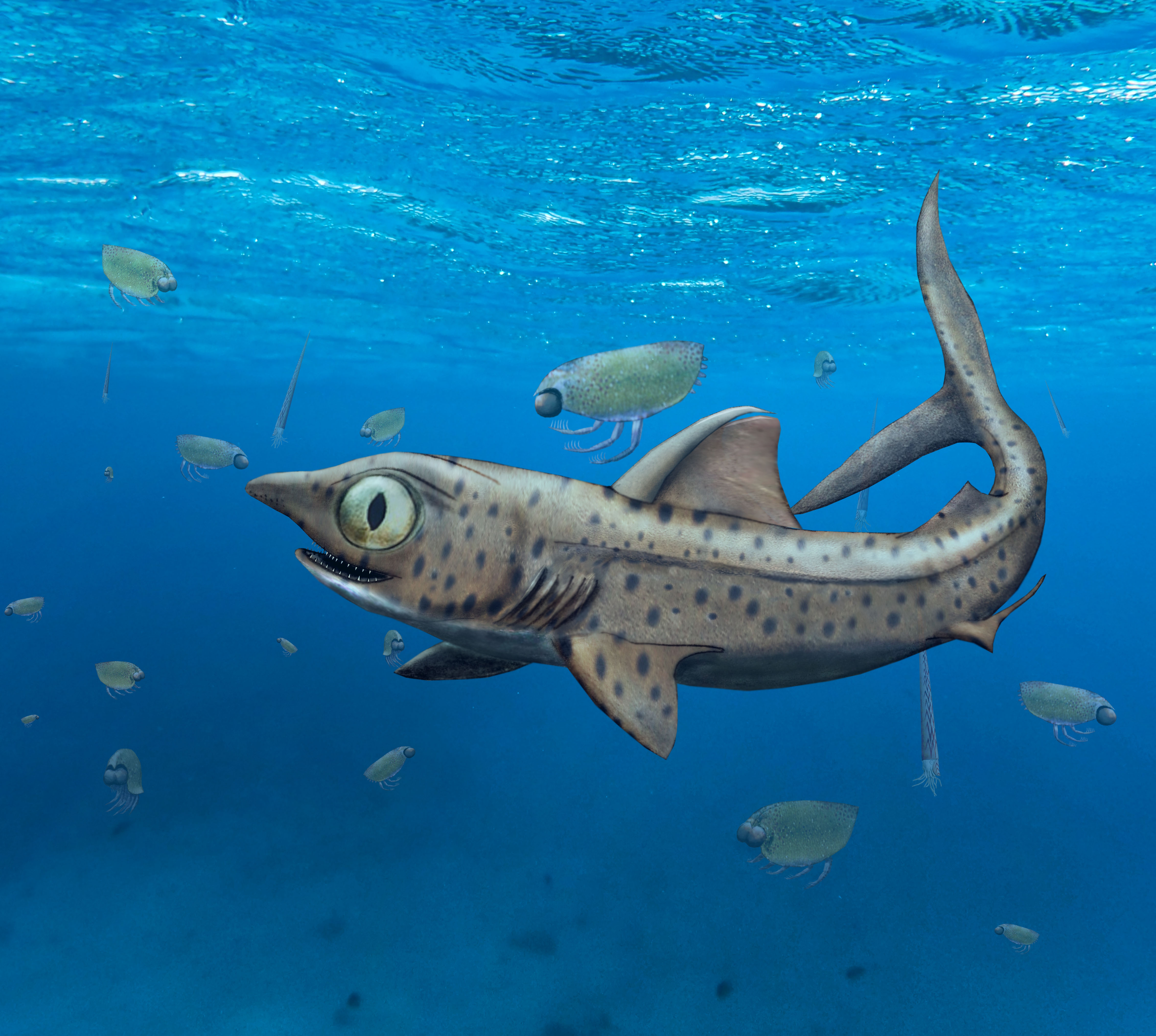 Illustration of the prehistoric shark