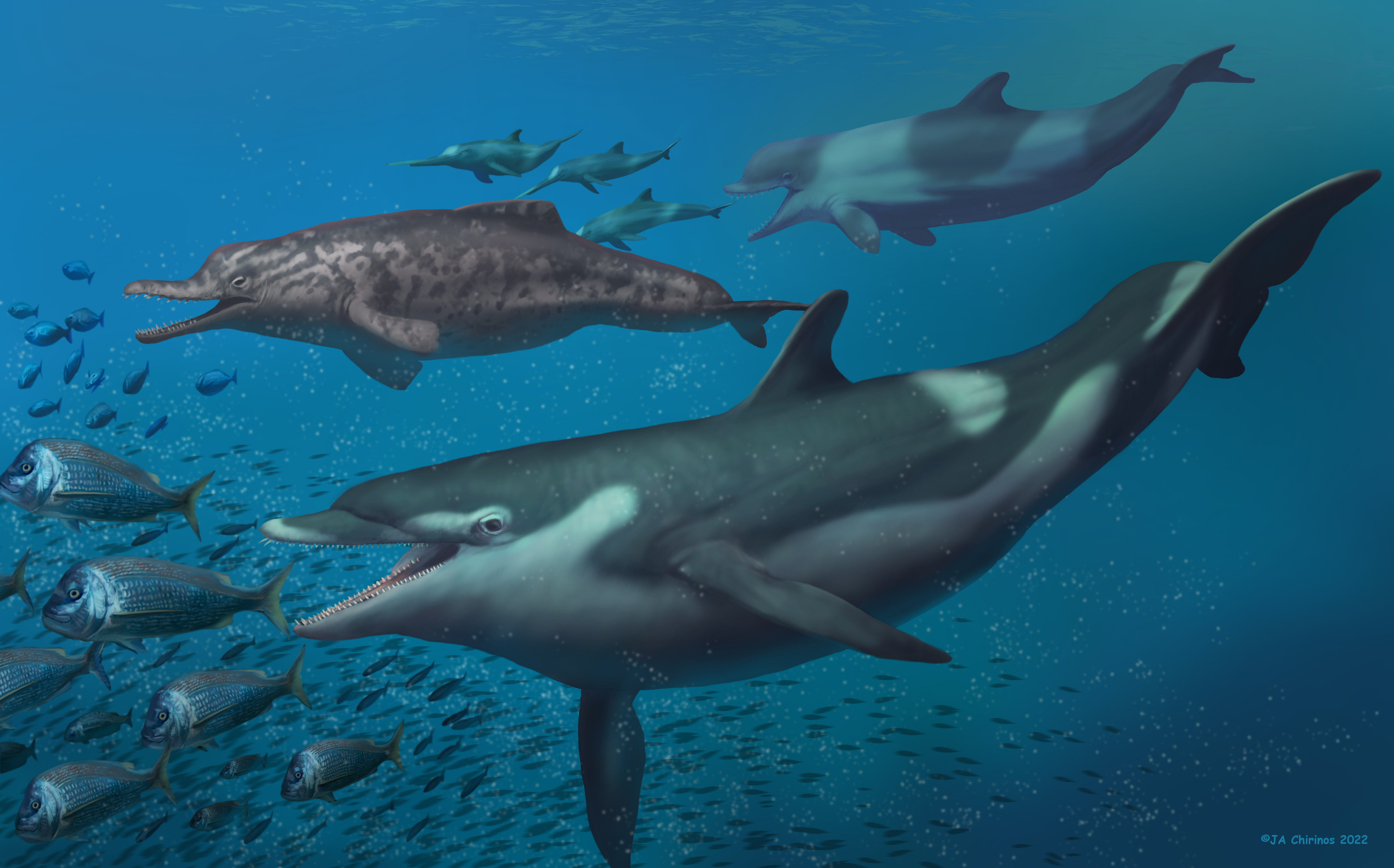 Eine Darstellung der in dieser Studie beschriebenen Delfine: Kentriodon im Vordergrund, im Hintergrund ein Squalodelphinid (links) und ein Physeterid, der eine Gruppe Eurhinodelphiniden jagt. Credit Jaime Chirinos