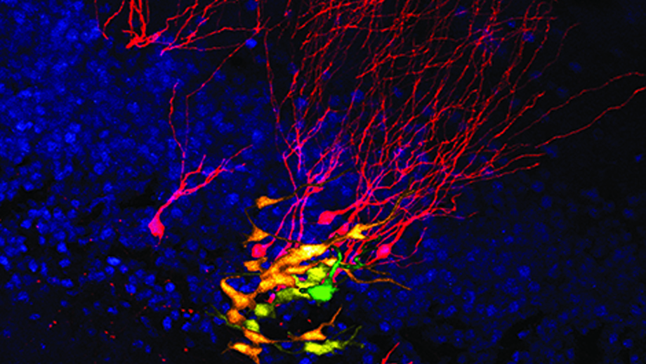 Entwicklung von Nervenzellen
