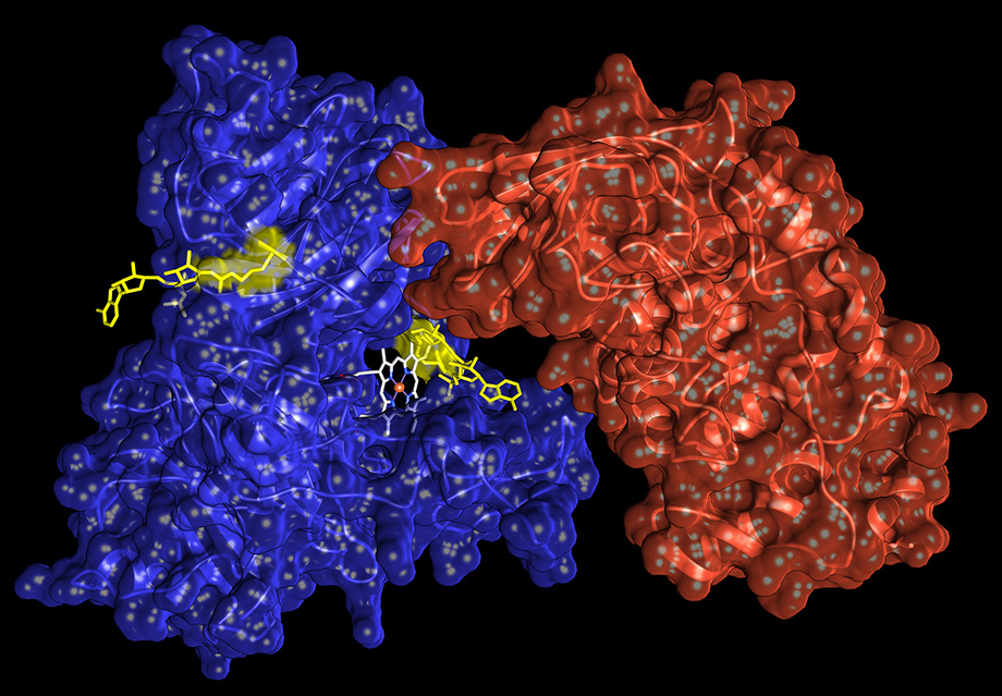 ADP-Ribosylierung von Hemopexin