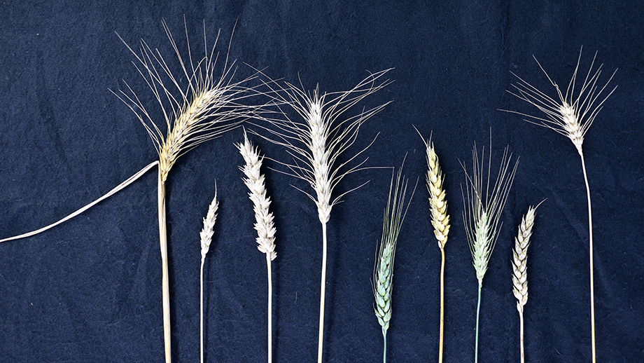 Wheat varietes