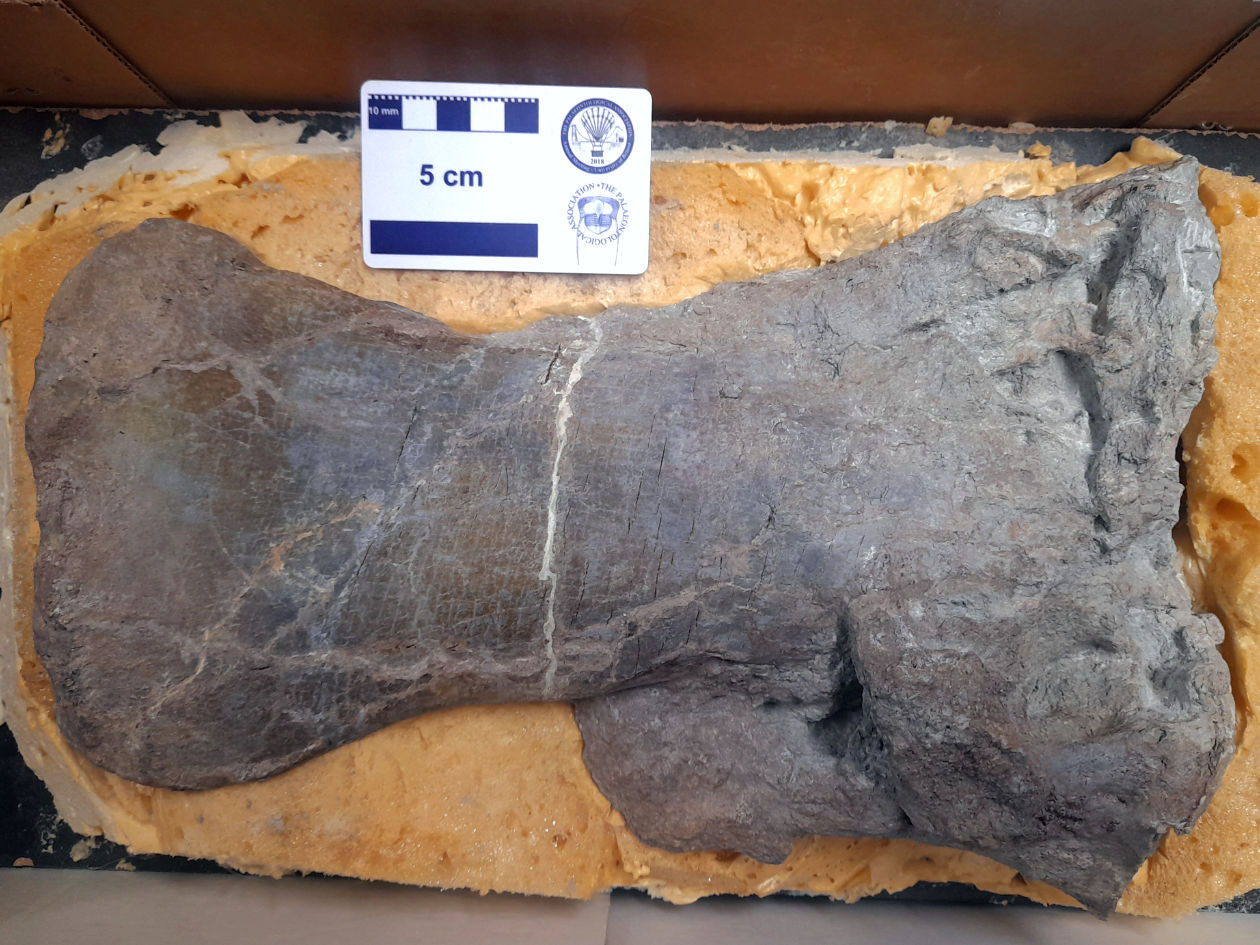 The dinosaur’s infected upper arm bone (humerus) is the oldest recorded specimen with osteomyelitis. (Picture: Jordan Bestwick)