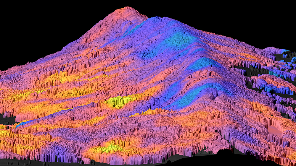 Plant diversity of forests